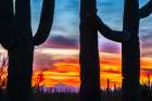 USA-Arizona-Saguaro National Park Saguaro cacti silhouettes at sunset Art Print